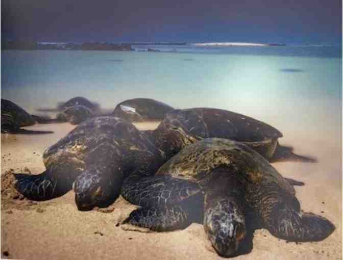 'Turtles Graced by the Poipu Moonlight' Photo by Dr. Lloyd Fujimoto