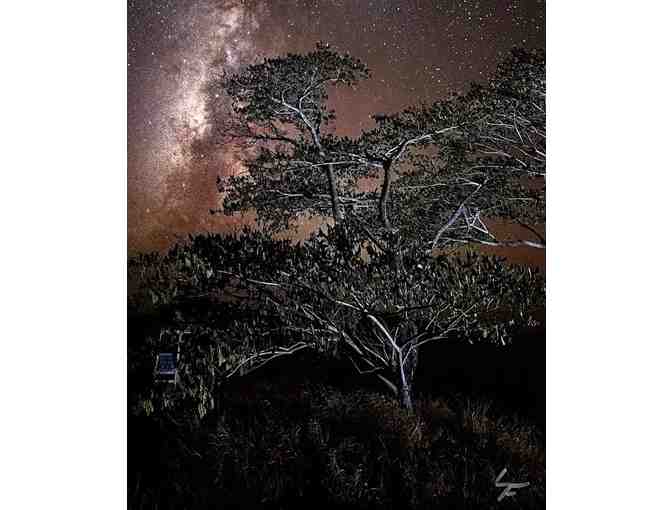 'Mana Plains Forest Reserve' Photograph on Metallic Photo Paper by Dr. Lloyd Fujimoto