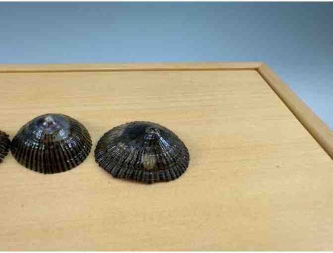 Treasure Box by Ray Nitta, Kauai