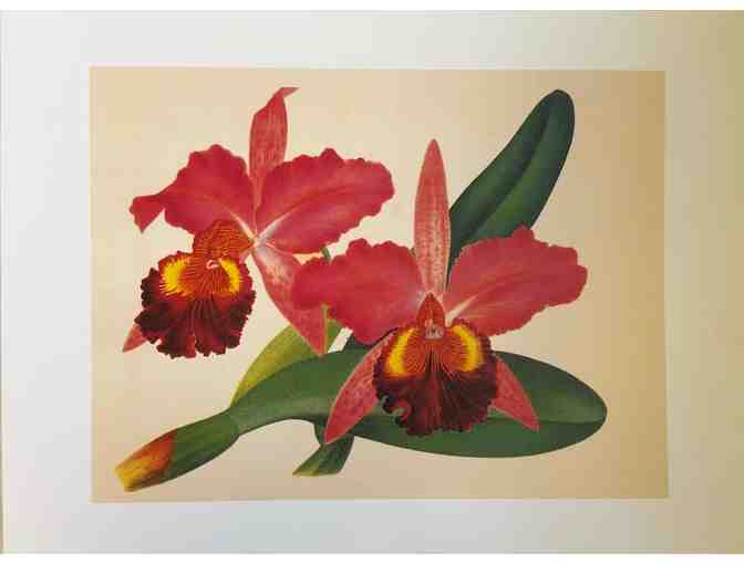 Four orchid prints by Bebe Nicholas