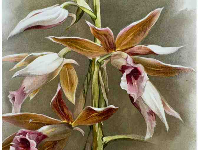 Original 19th-Century Botanical Print &mdash; Phaius Wallichii (The Giant Orchid)