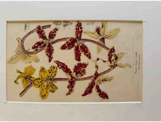 Original 19th Century Botanical Print - Vanda Lowii