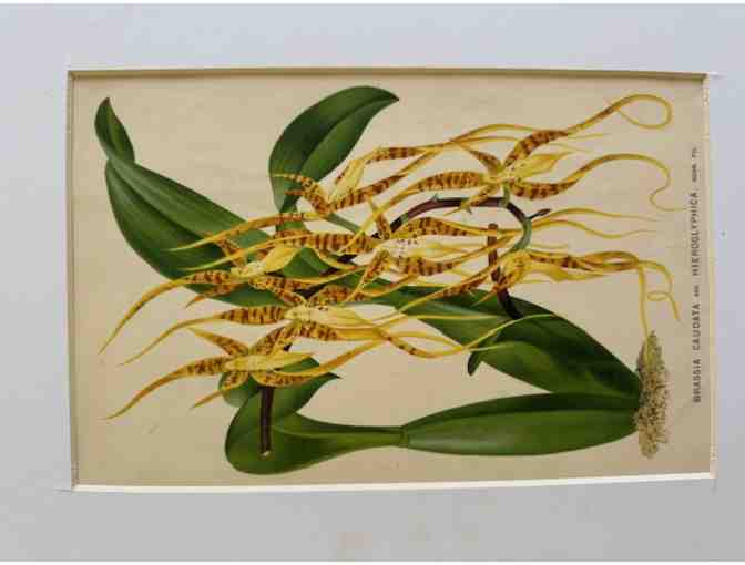 Original 19th-Century Botanical Print &mdash; Brassia Caudata (Spider Orchid)