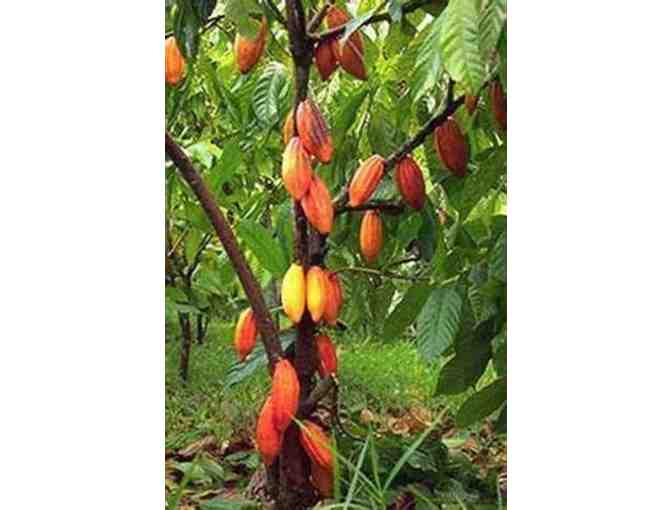 Princeville Botanical Gardens with Chocolate Tour for 2