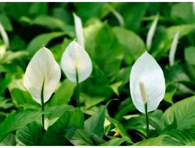 Kauai Seascapes Nursery Two $50 Gift Certificates - Kilauea