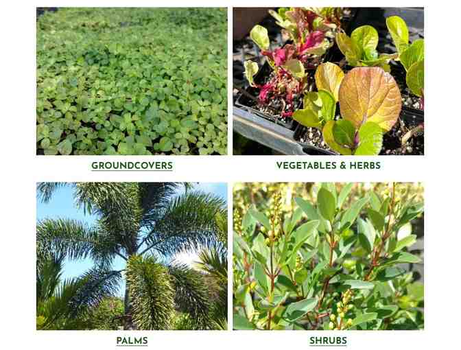 Kauai Seascapes Nursery Two $50 Gift Certificates - Kilauea