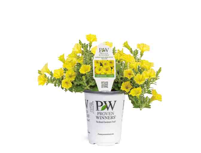 Supertunia Mini Vista Yellow - Proven Winners 2025 Plant of the Year