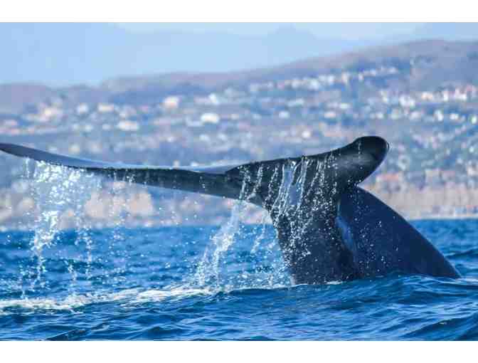 Captain Dave's Dolphin & Whale Safari