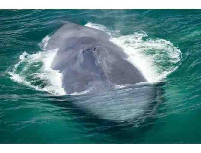 Captain Dave's Dolphin & Whale Safari