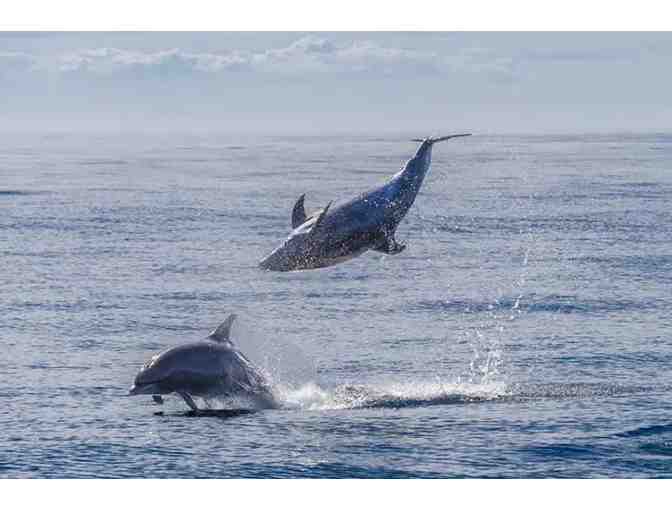 Captain Dave's Dolphin & Whale Safari