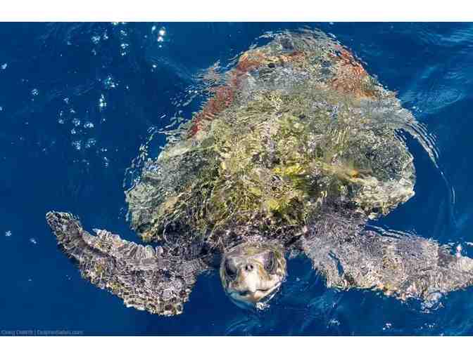 Captain Dave's Dolphin & Whale Safari