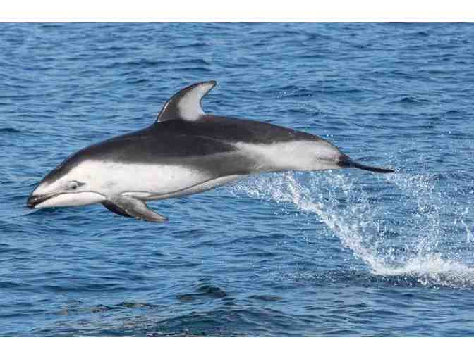 Captain Dave's Dolphin & Whale Safari