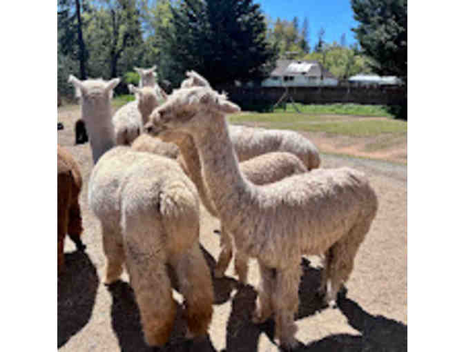 Alpacas of El Dorado, $100 Gift Certificate