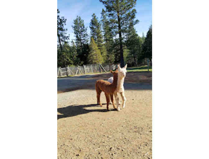 Alpacas of El Dorado, $100 Gift Certificate