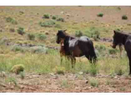 Magnificent Mustangs Tour and One (1) Night Stay in Reno, NV.