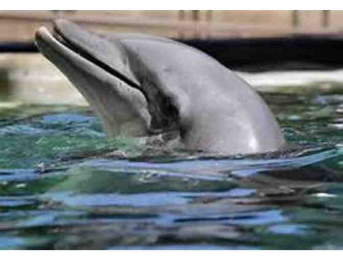 Dolphinaris Arizona-Dolphin Land Experience for Two