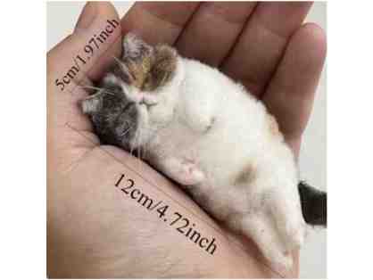 Calico Cat Needle Felting Kit for Beginners