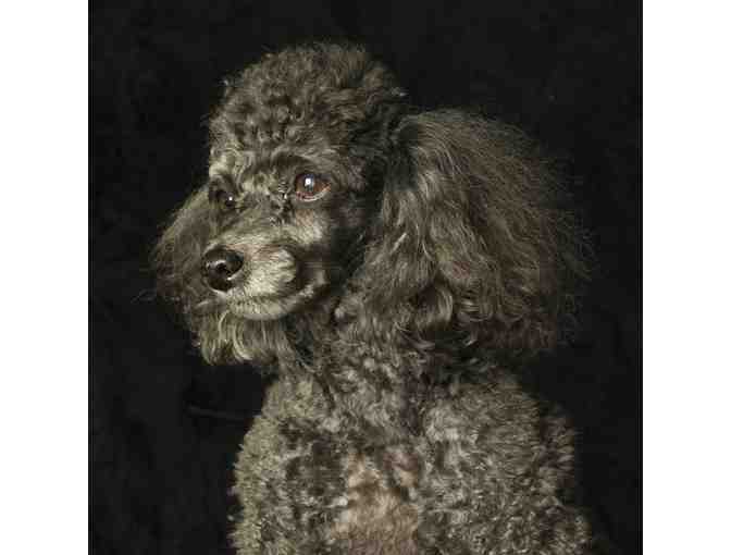 Custom Pet Portrait Photo Session with Val Schaff