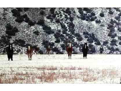 Wild Mustangs of Montana Photograph on Metal