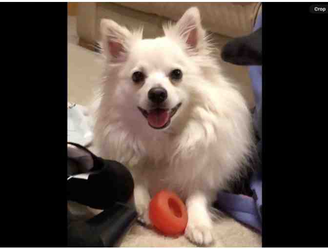 Painting of Your Pet by Stacey Youmans