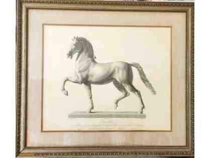 Classic Horse Etching