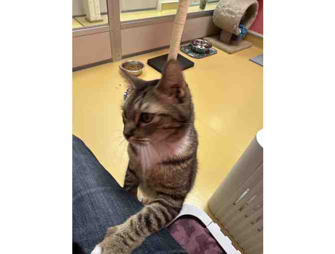 Sponsor an Animal Communication Session for Lucas - $20