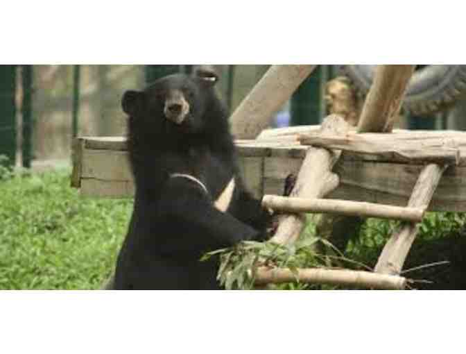 Meet Our Founder, Jill Robinson and Tour The Animals Asia Chengdu Bear Sanctuary