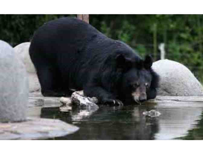 Meet Our Founder, Jill Robinson and Tour The Animals Asia Chengdu Bear Sanctuary