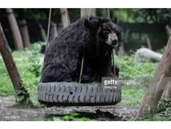 Meet Our Founder, Jill Robinson and Tour The Animals Asia Chengdu Bear Sanctuary