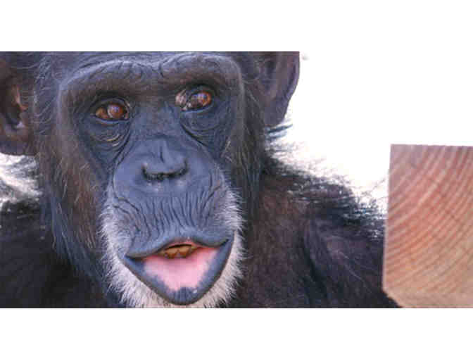 Rare Visit to Chimpanzee Sanctuary Northwest + 2 Nights at the Windrow Hotel and Dinner