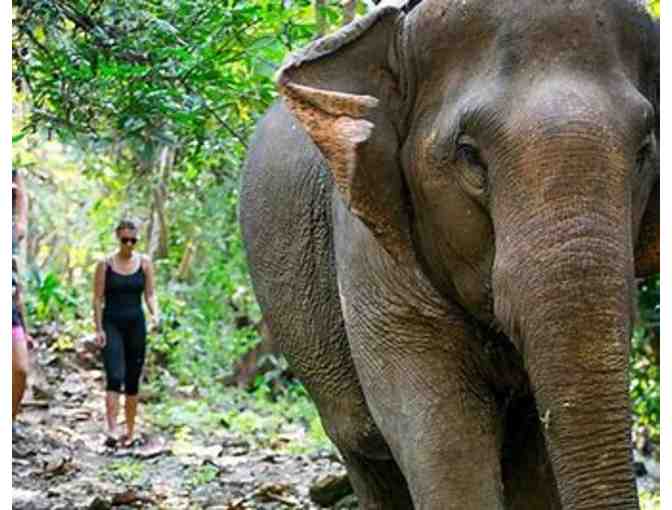 Vietnam Elephant Sanctuary Experience