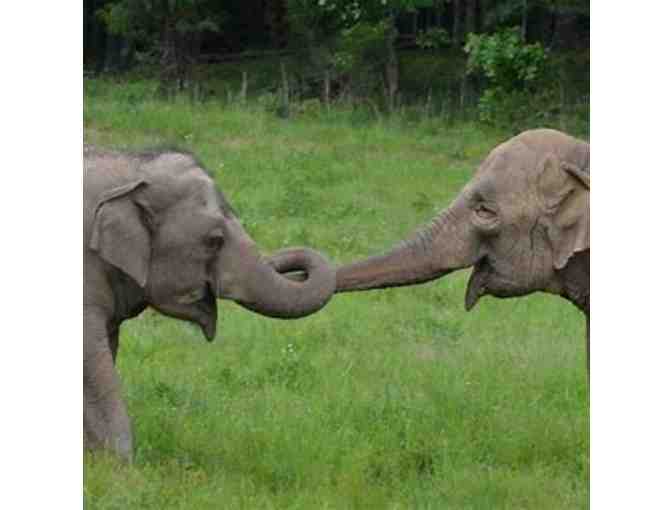 Vietnam Elephant Sanctuary Experience