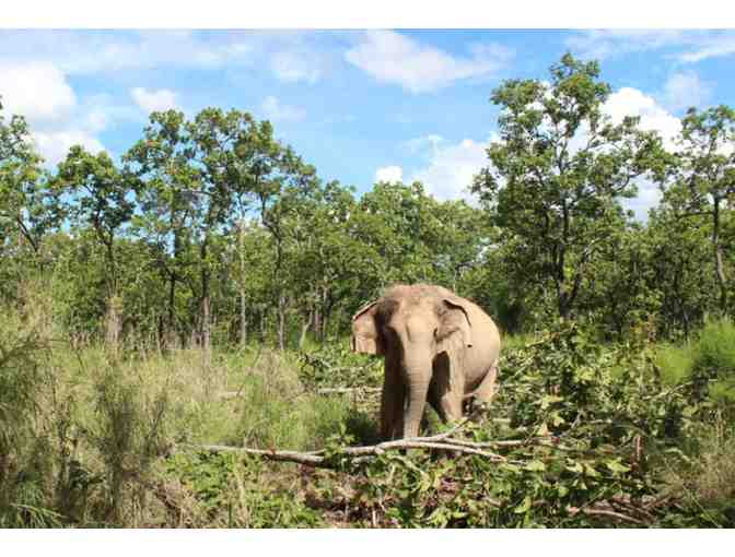 Vietnam Elephant Sanctuary Experience
