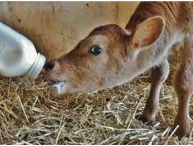 Two Nights in Portland and a Guided Tour of Green Acres Farm Sanctuary