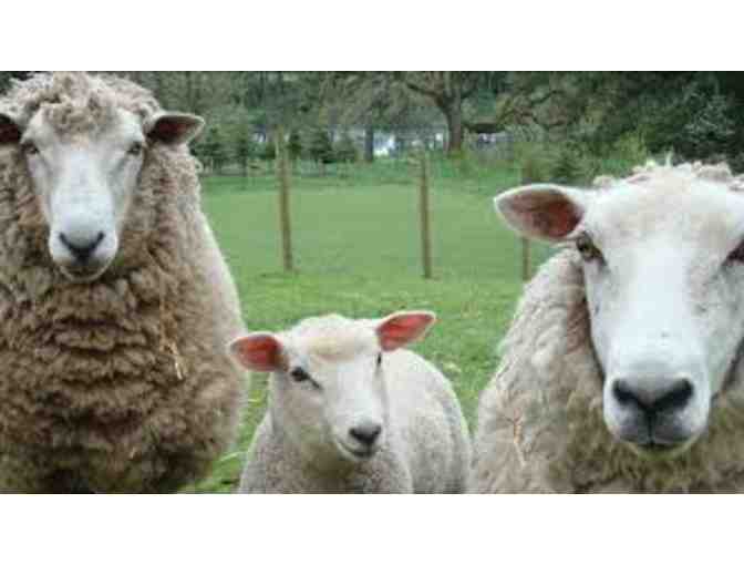 Two Nights in Portland and a Guided Tour of Green Acres Farm Sanctuary