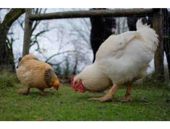 Two Nights in Portland and a Guided Tour of Green Acres Farm Sanctuary