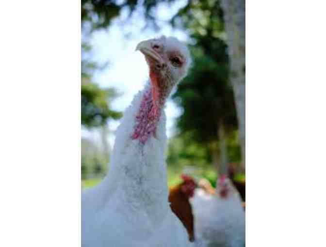 Two Nights in Portland and a Guided Tour of Green Acres Farm Sanctuary