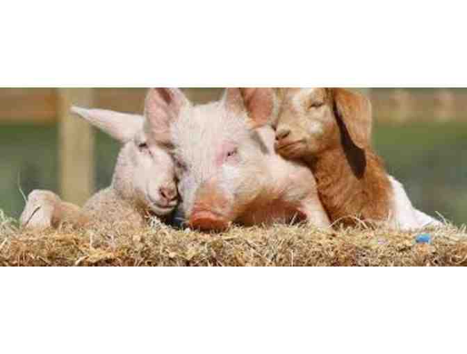 Two Nights in Portland and a Guided Tour of Green Acres Farm Sanctuary