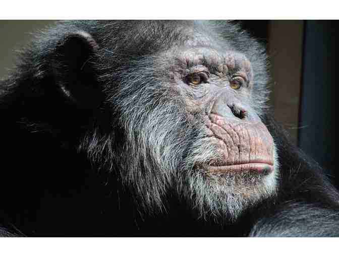 Rare Visit to Chimpanzee Sanctuary Northwest + 2 Nights at the Windrow Hotel and Dinner