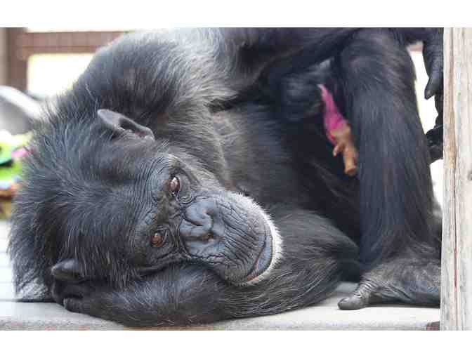 Rare Visit to Chimpanzee Sanctuary Northwest + 2 Nights at the Windrow Hotel and Dinner