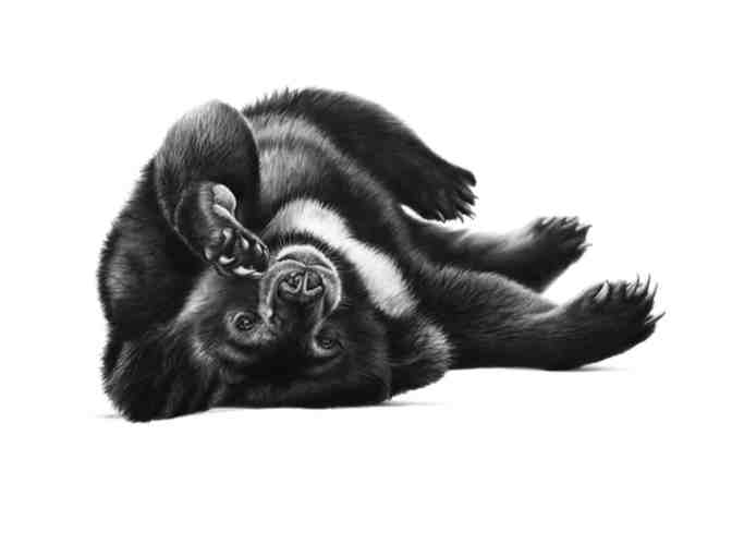 Half Day Wildlife Photography/Art Lesson with Renowned Wildlife Artist Richard Symonds