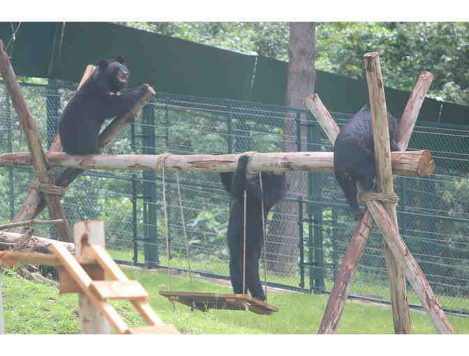 Bear Enrichment Goodies