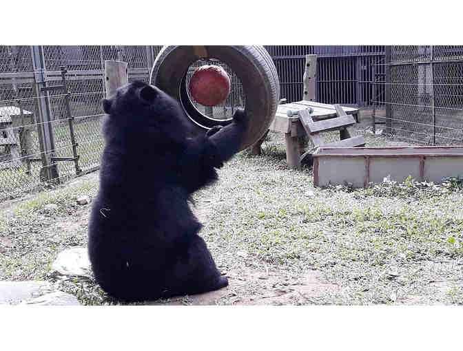 Bear Enrichment Goodies