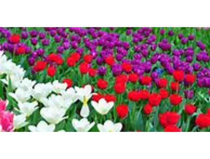 Garvan Woodland Gardens One Day Passes (6)