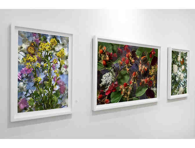 Flitting About by Susan Richman Photography