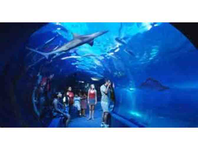 Maui Ocean Center - Two Journey 1 Day Adult Passes #1