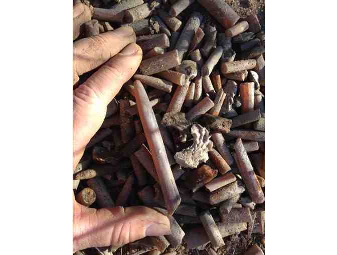 Guided Family Fossil Hunt at C&D Canal