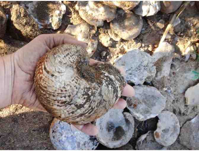 Guided Family Fossil Hunt at C&D Canal