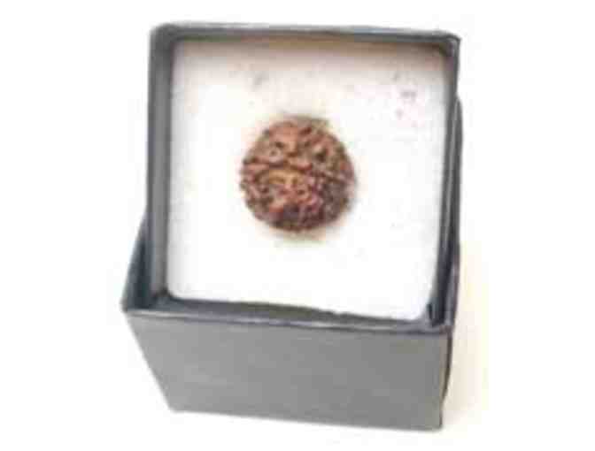 Large Rudraksha Bead from Shri Babaji's mala