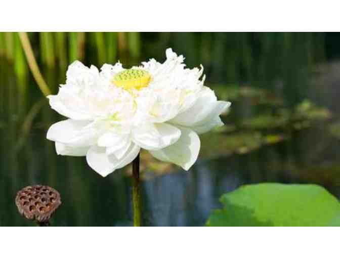 Nine Nights for 2 at Thailand's Award Winning Wellness Sanctuary & Holistic Spa - Kamalaya